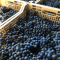 Refosco PR 2019 appassimento